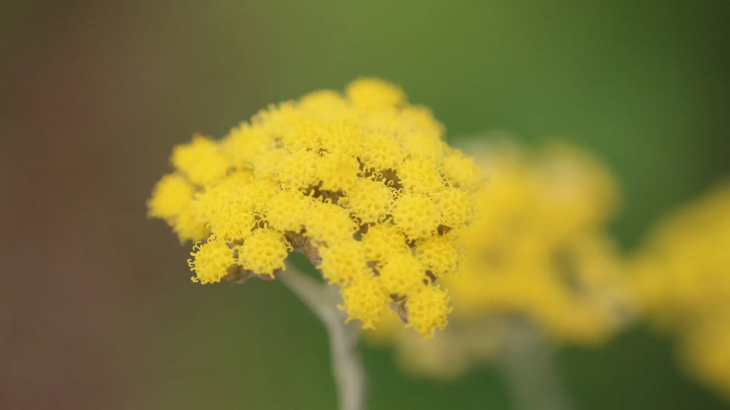 Immortelle, l'anti-âge naturel