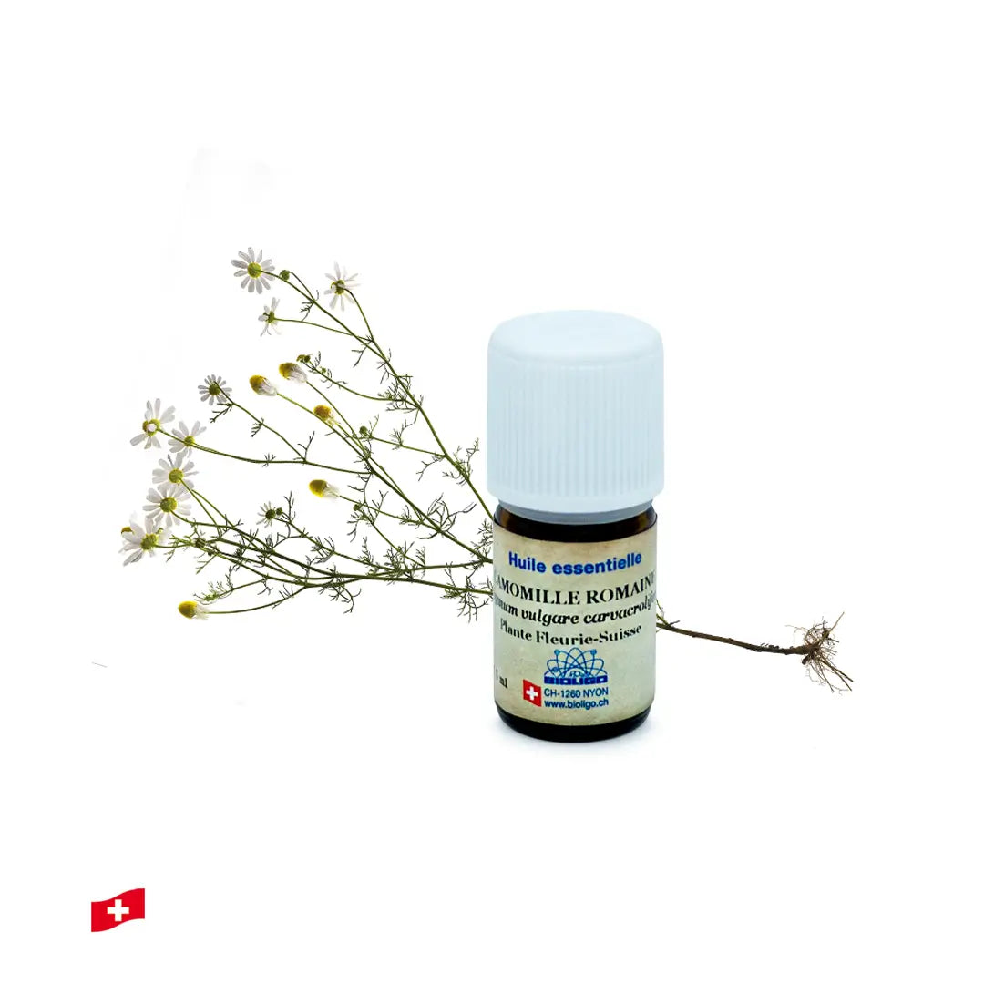 Camomille romaine