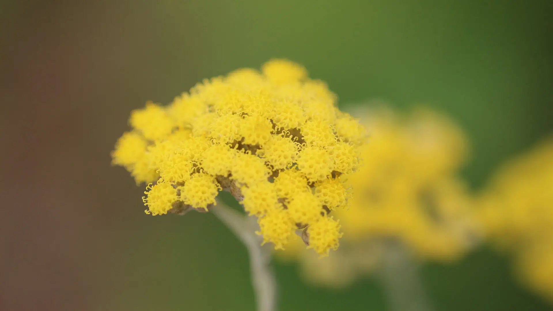 Immortelle, l'anti-âge naturel