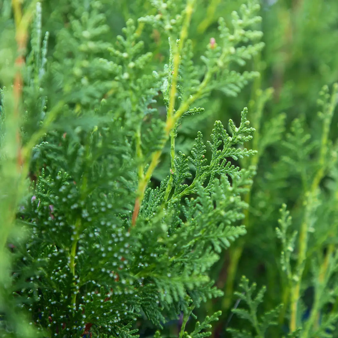 Cyprès toujours vert, huile essentielle