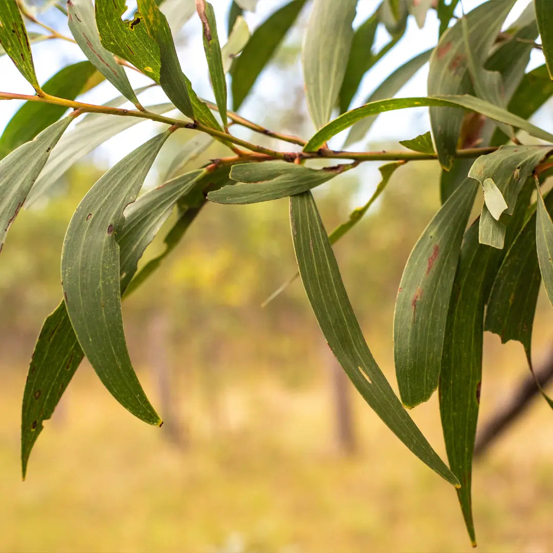 Eucalyptus citronnée, huile essentielle