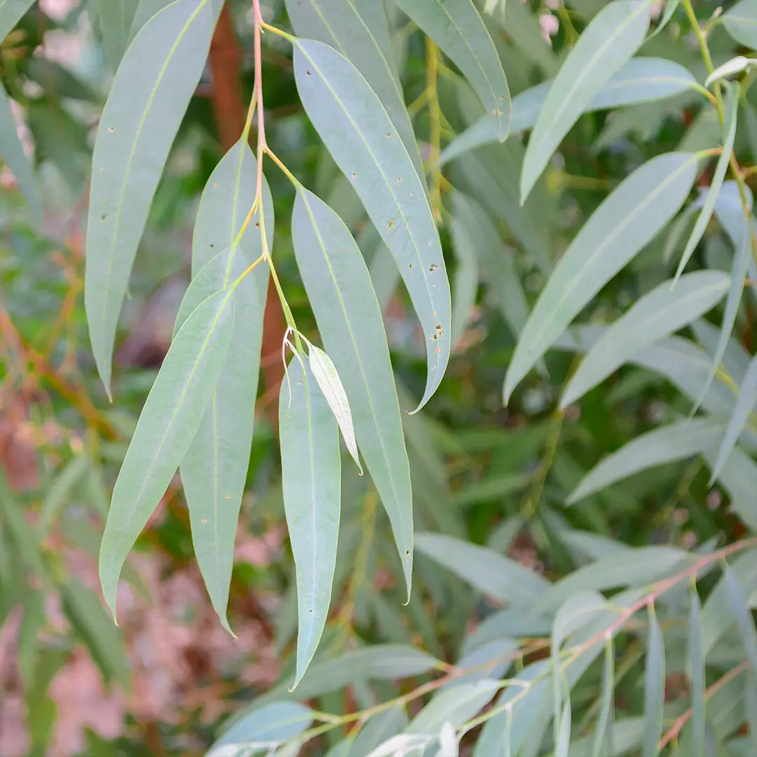 Eucalyptus radié, huile essentielle