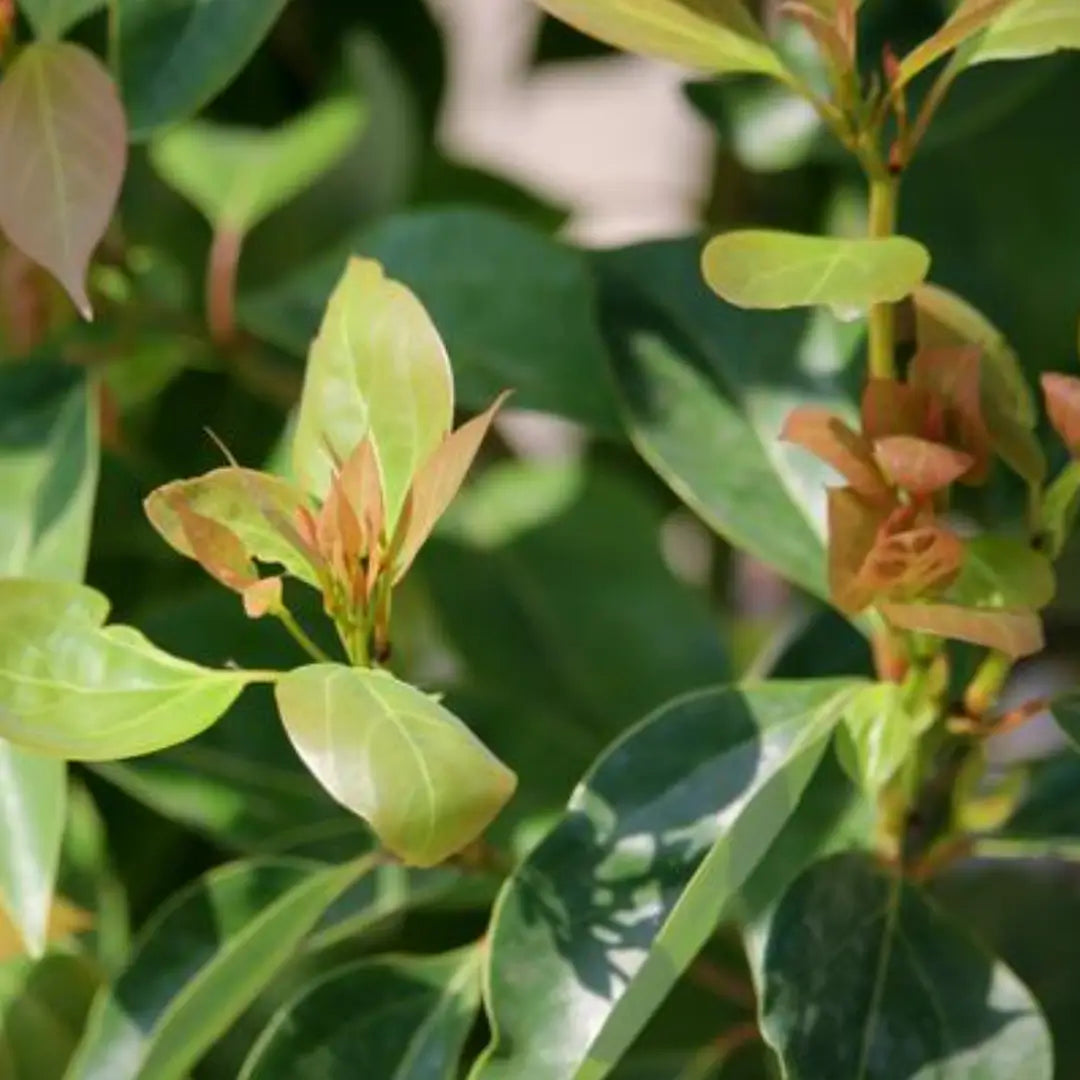 Ravintsara, huile essentielle