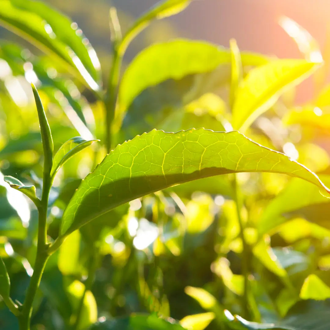 Tea tree, huile essentielle