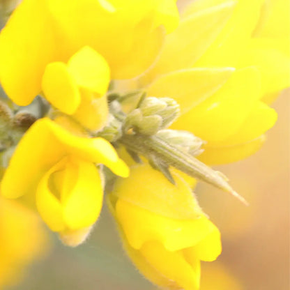 13. Gorse