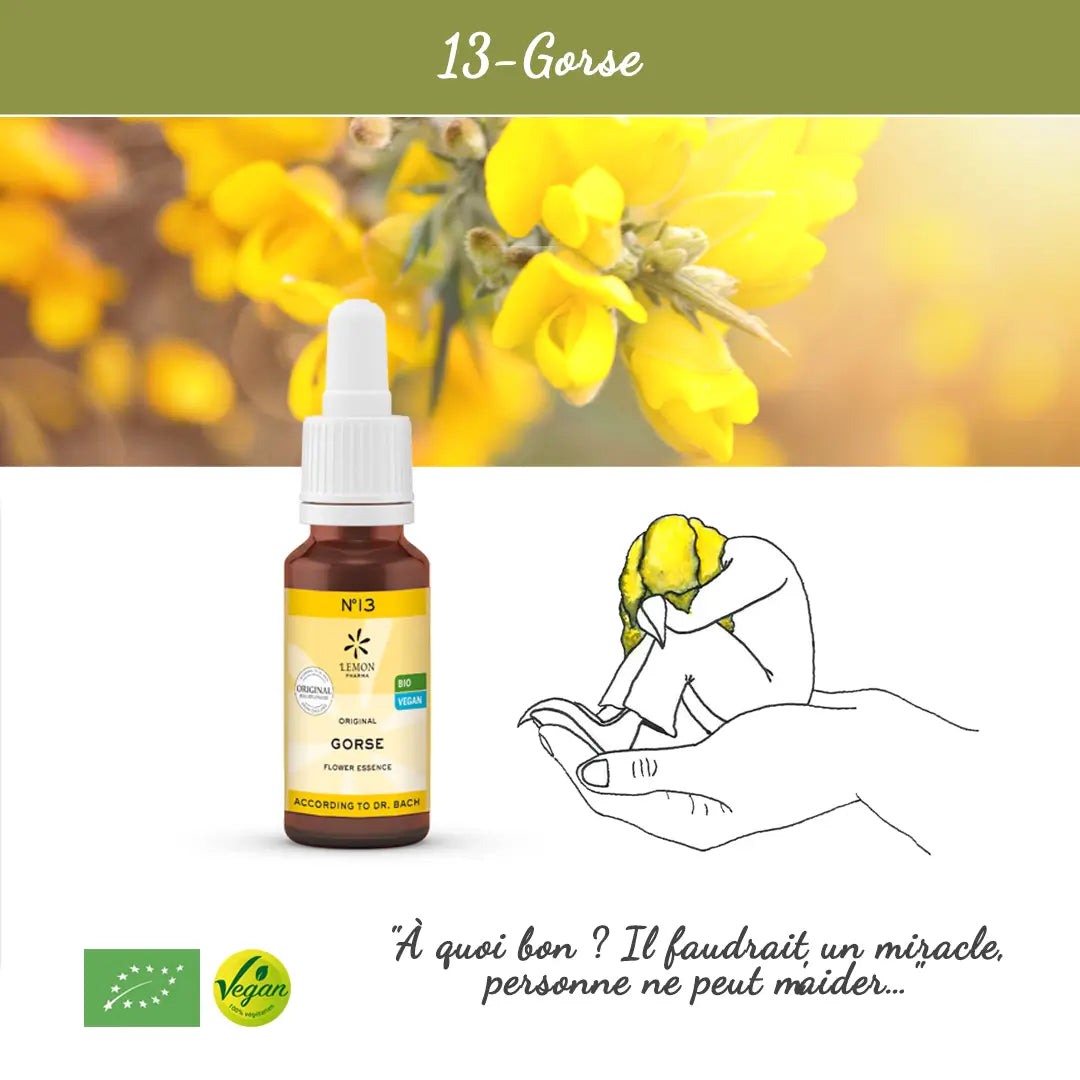 13. Gorse