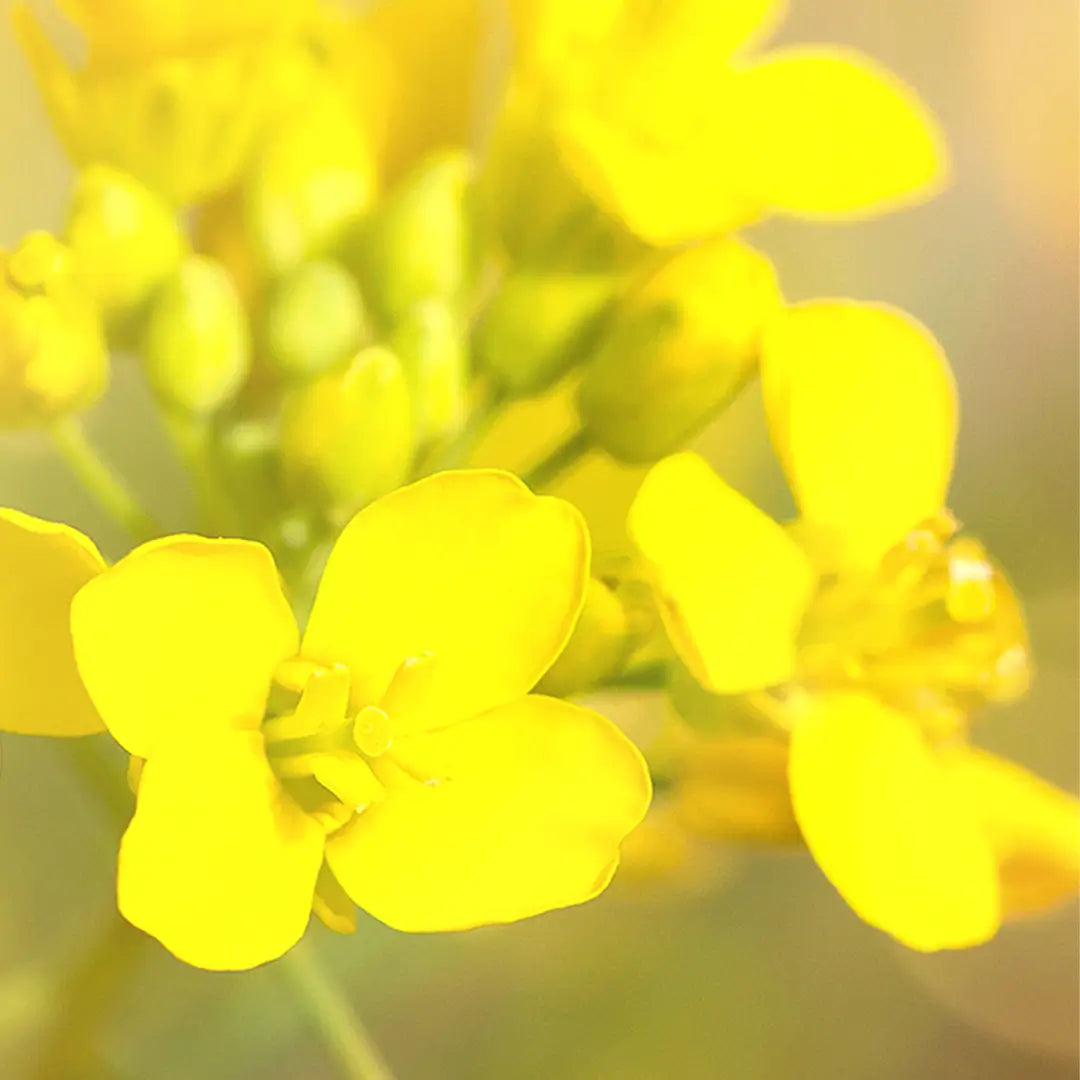 Formation en Fleurs de Bach