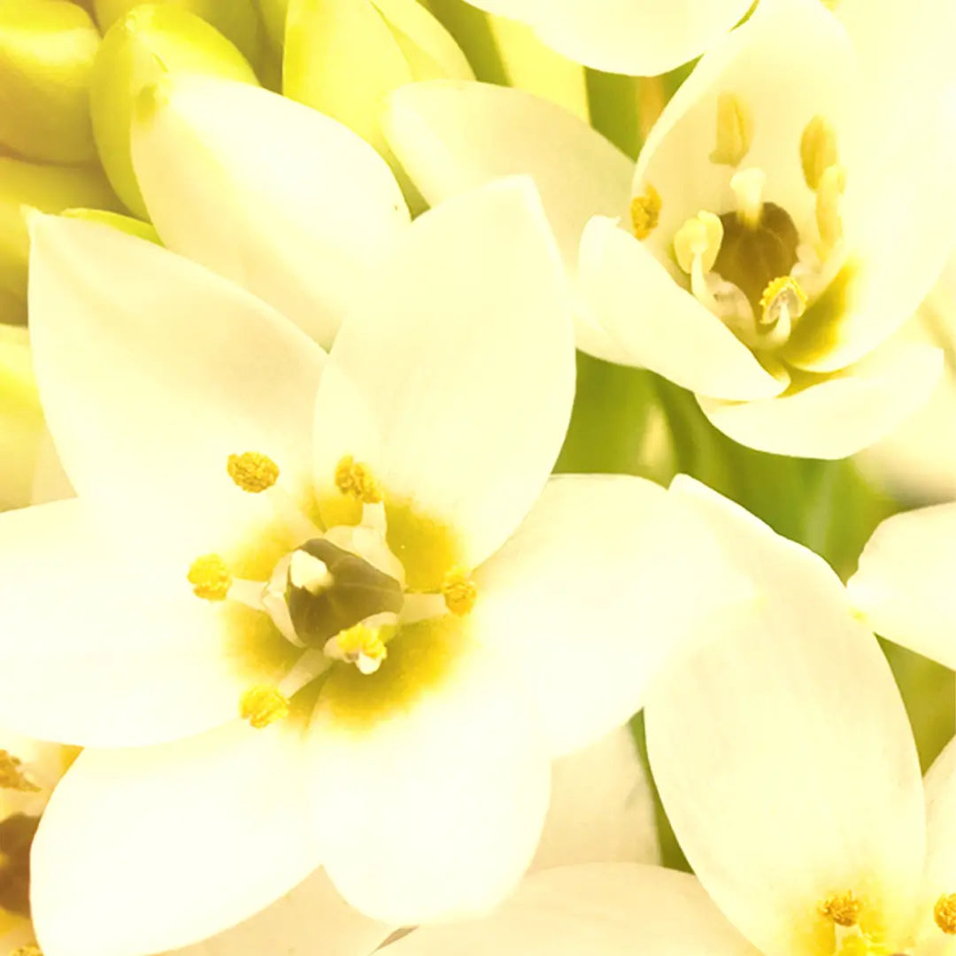 29. Star of Bethlehem