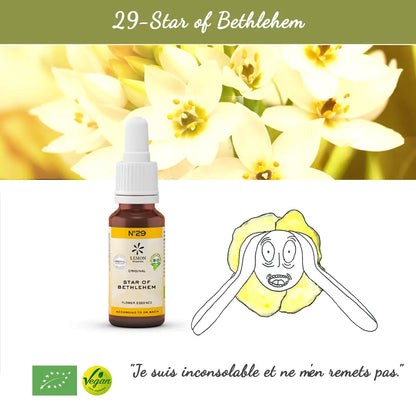 29. Star of Bethlehem