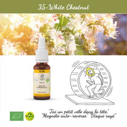 35. White Chestnut