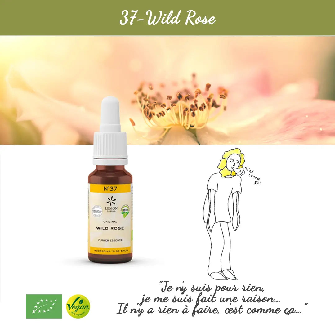 37. Wild Rose