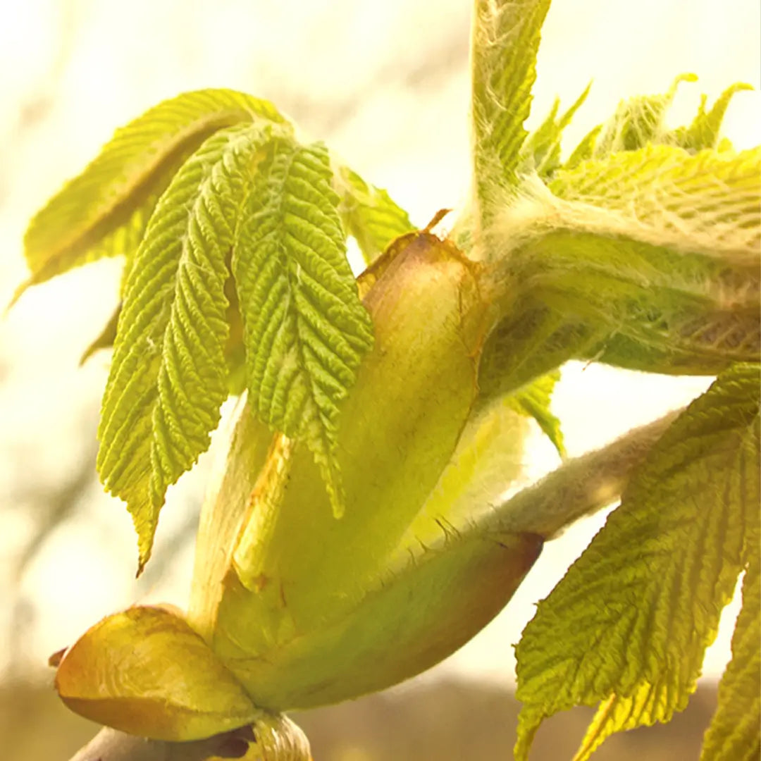 7. Chestnut bud
