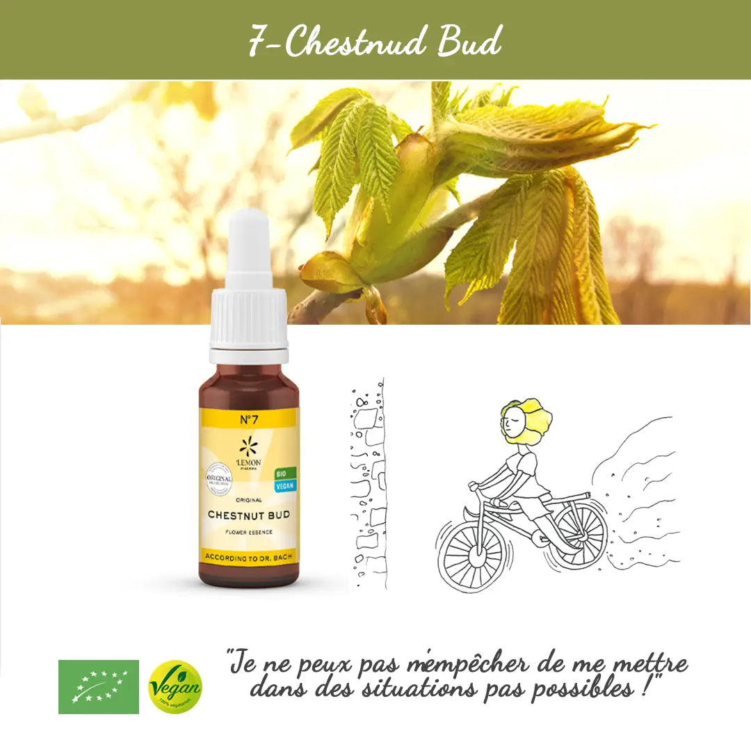 7. Chestnut bud