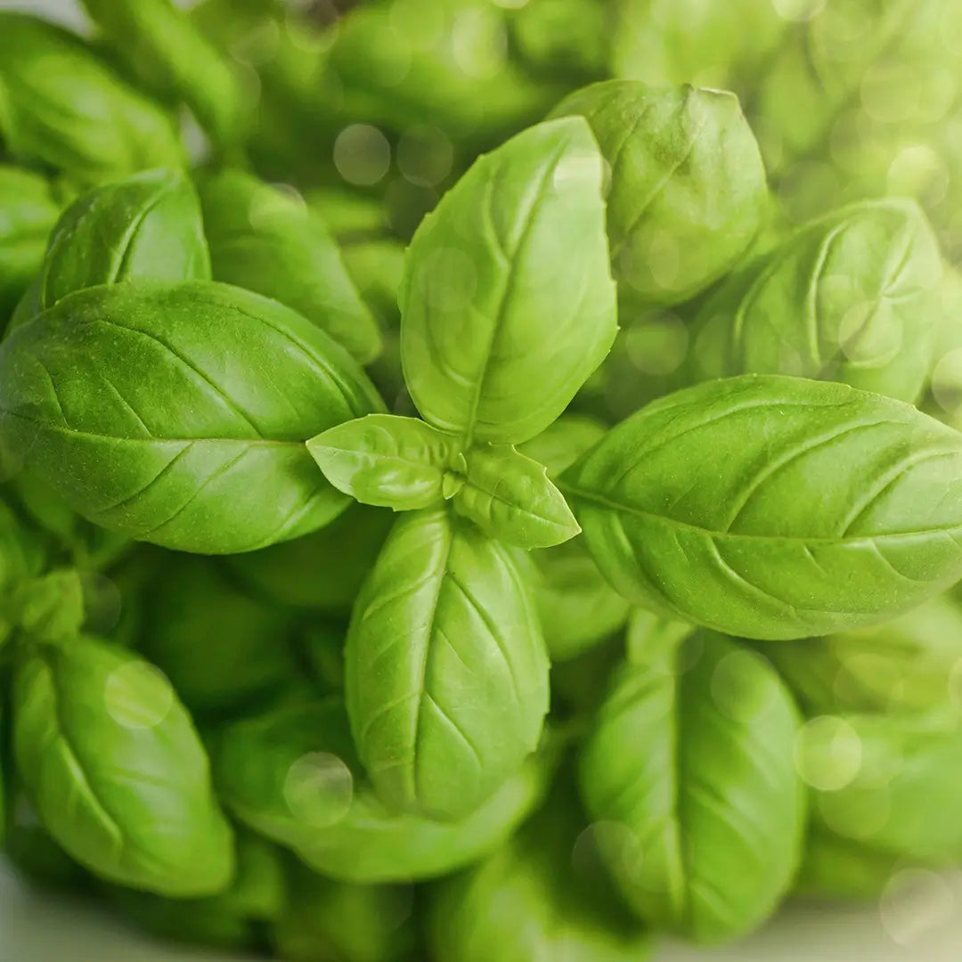 Basilic - Huile essentielle BIO