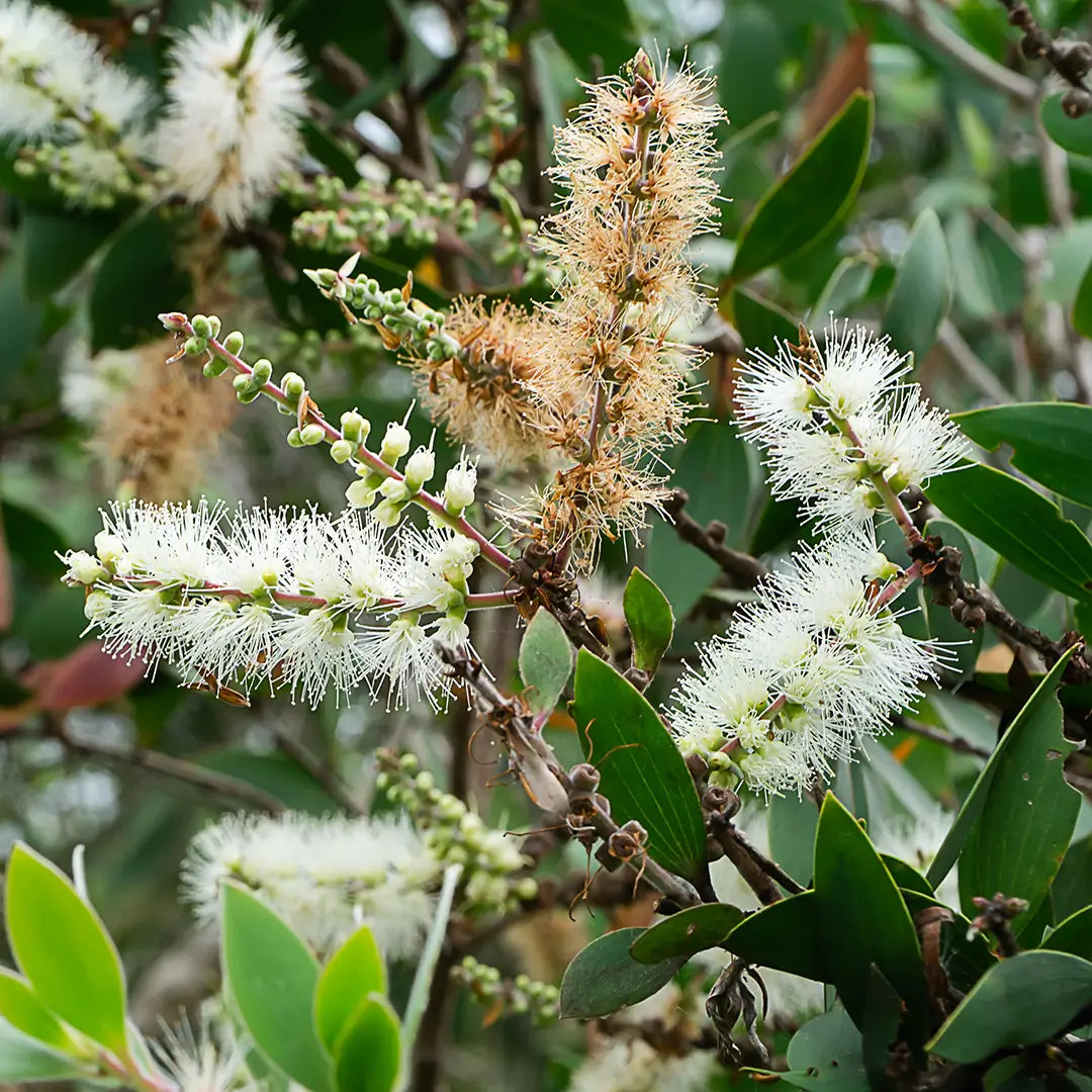 Cajeput - Huile essentielle BIO