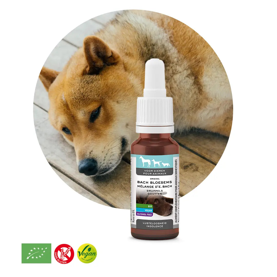 Elixir animaux déprime