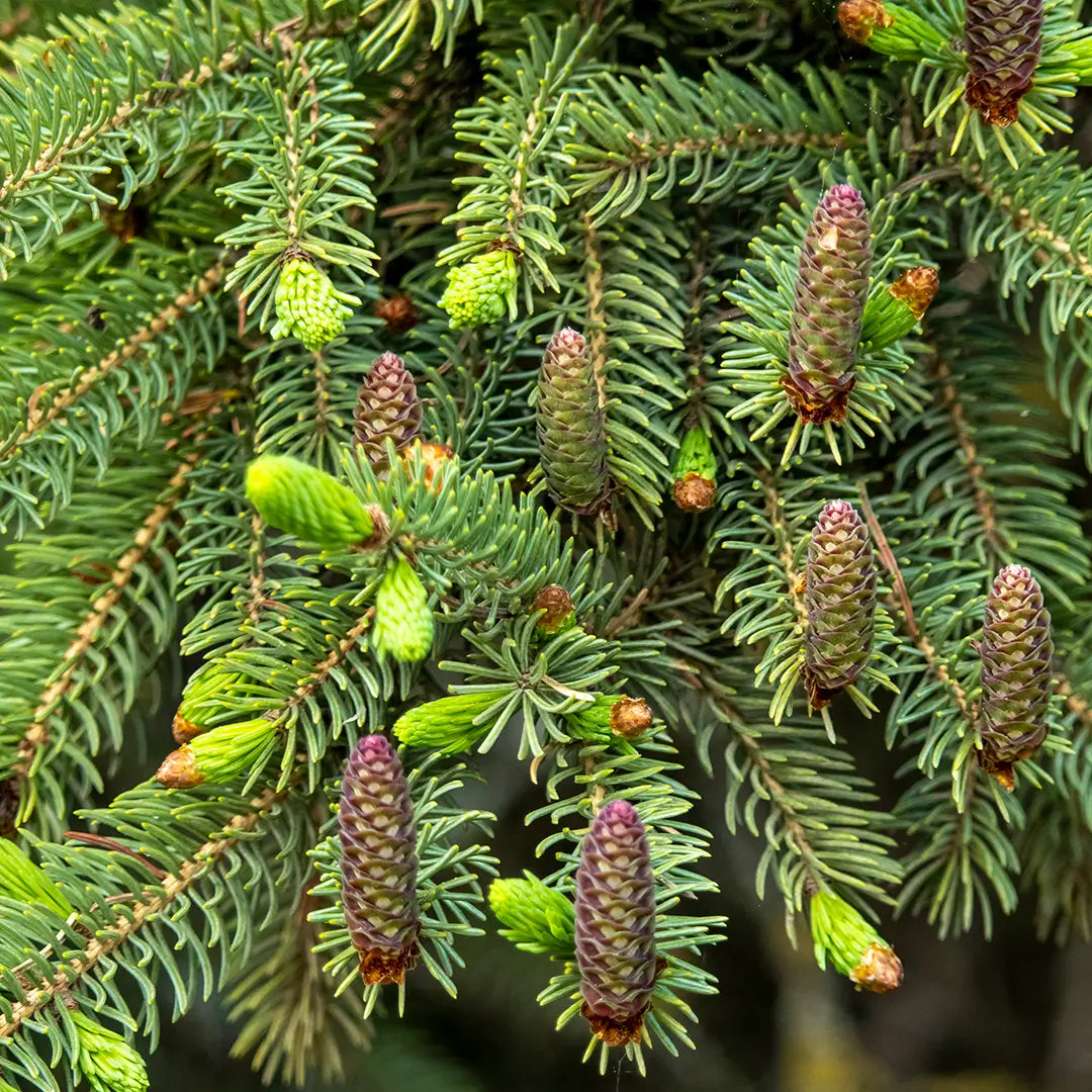 Schwarzfichte – Bio-ätherisches Öl