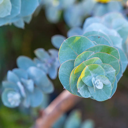 Eucalyptus globulus - Bio-ätherisches Öl