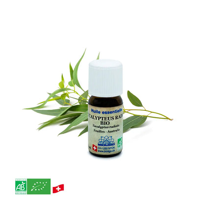 Eucalyptus radiata - Huile essentielle BIO