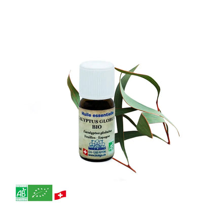 Eucalyptus globulus - Bio-ätherisches Öl