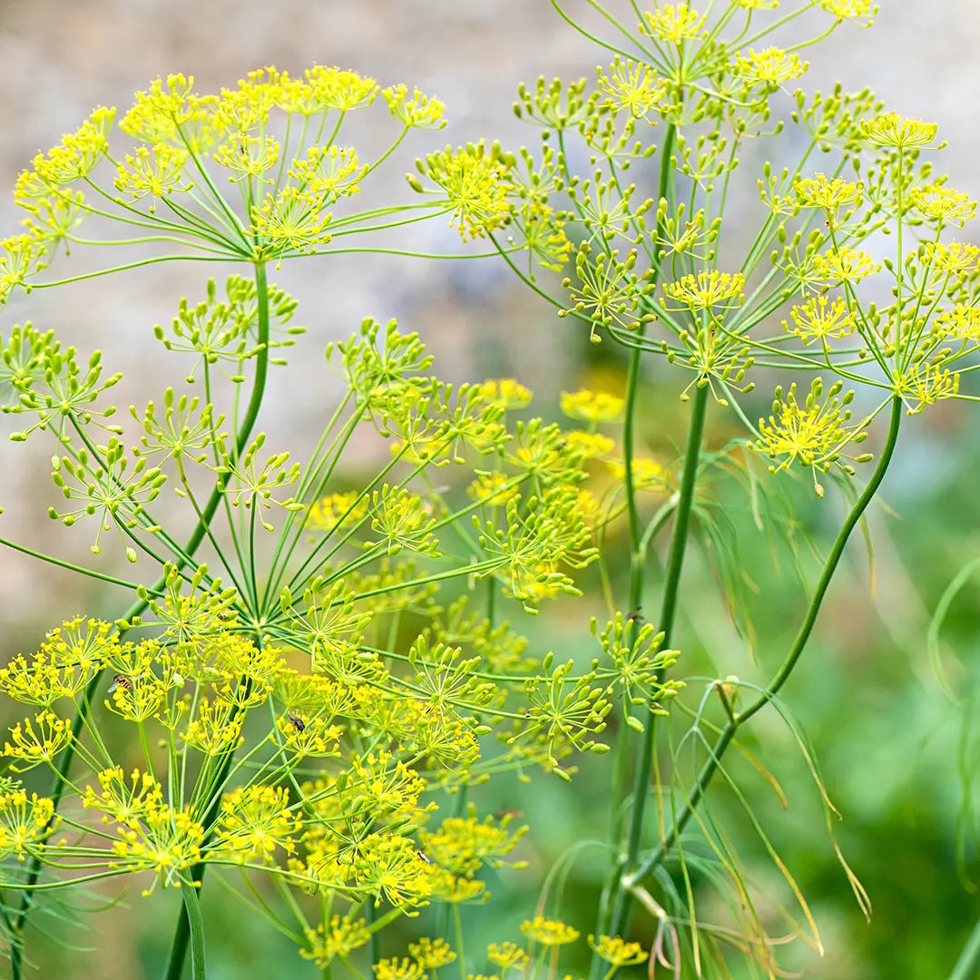 Süßfenchel - Bio-ätherisches Öl