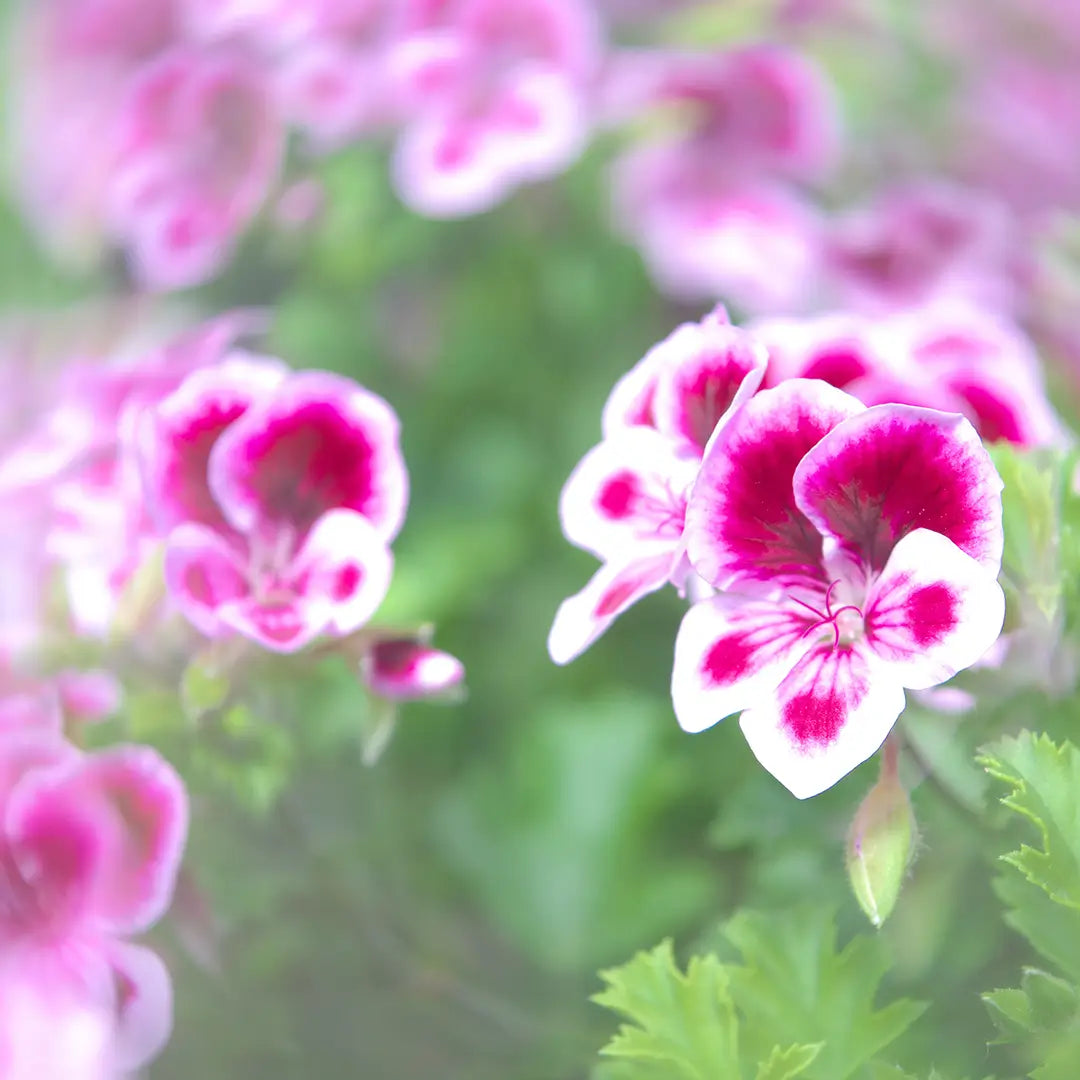 Geranium rosat - Huile essentielle BIO