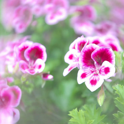 Geranium rosat - Huile essentielle BIO