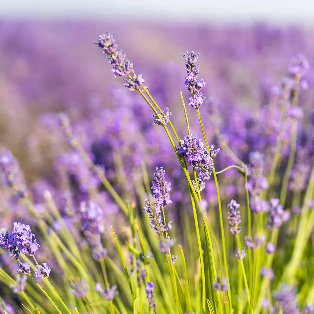 Echter Lavendel – Bio-Ätherisches Öl