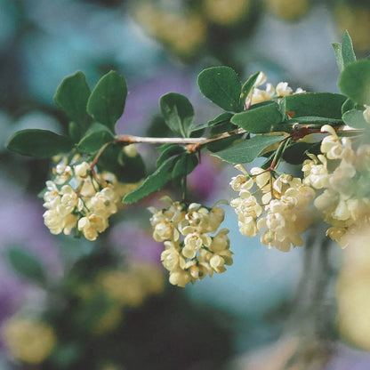 Litsea - Huile essentielle BIO