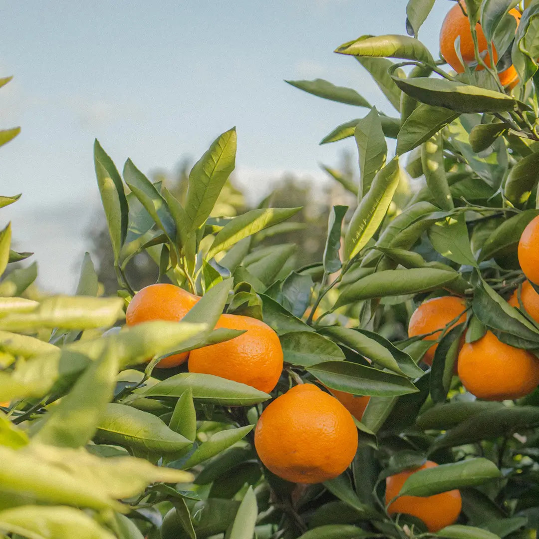 Mandarine - Huile essentielle BIO