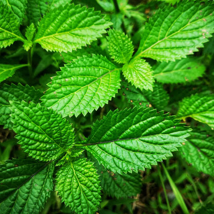 Menthe poivree - Huile essentielle BIO