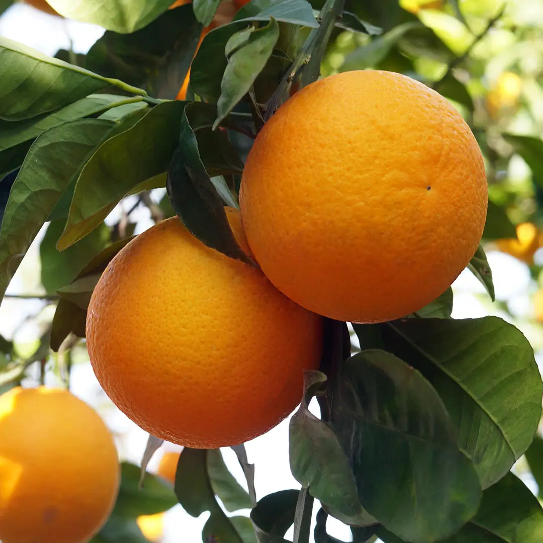 Orangenblütenöl – Bio-Ätherisches Öl