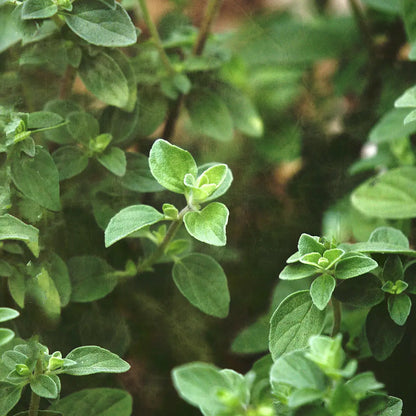 Origan - Huile essentielle BIO