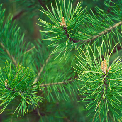 Pin sylvestre - Huile essentielle BIO