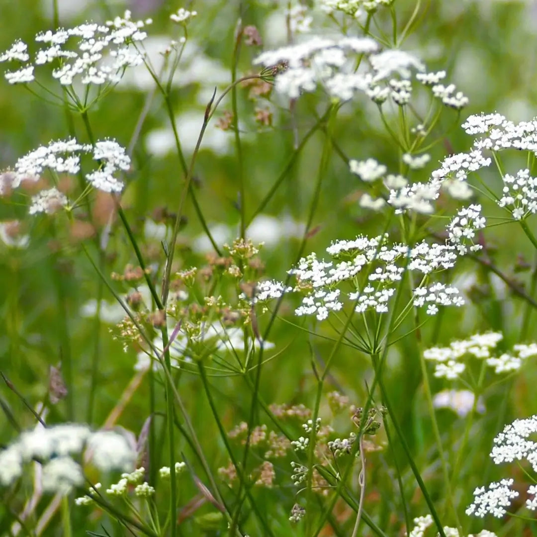 Hemlock - Bio-ätherisches Öl