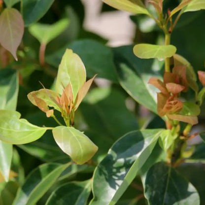 Ravintsara aromatique BIO Huile essentielle