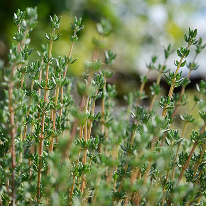 Bergbohnenkraut - Bio-ätherisches Öl