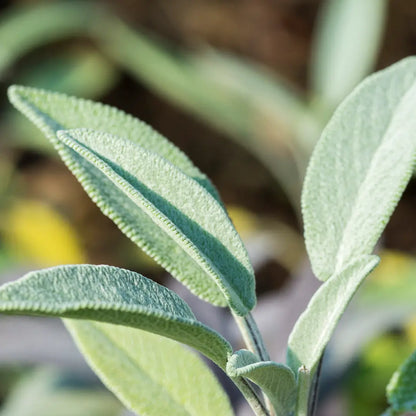 Sauge officinale - Huile essentielle BIO