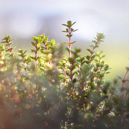 Thymian mit Thymol – Bio-ätherisches Öl