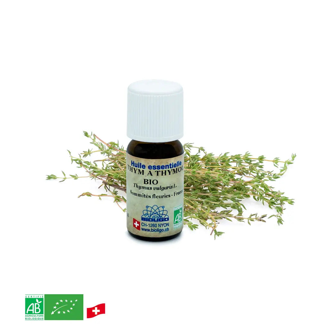 Organic thymol thyme