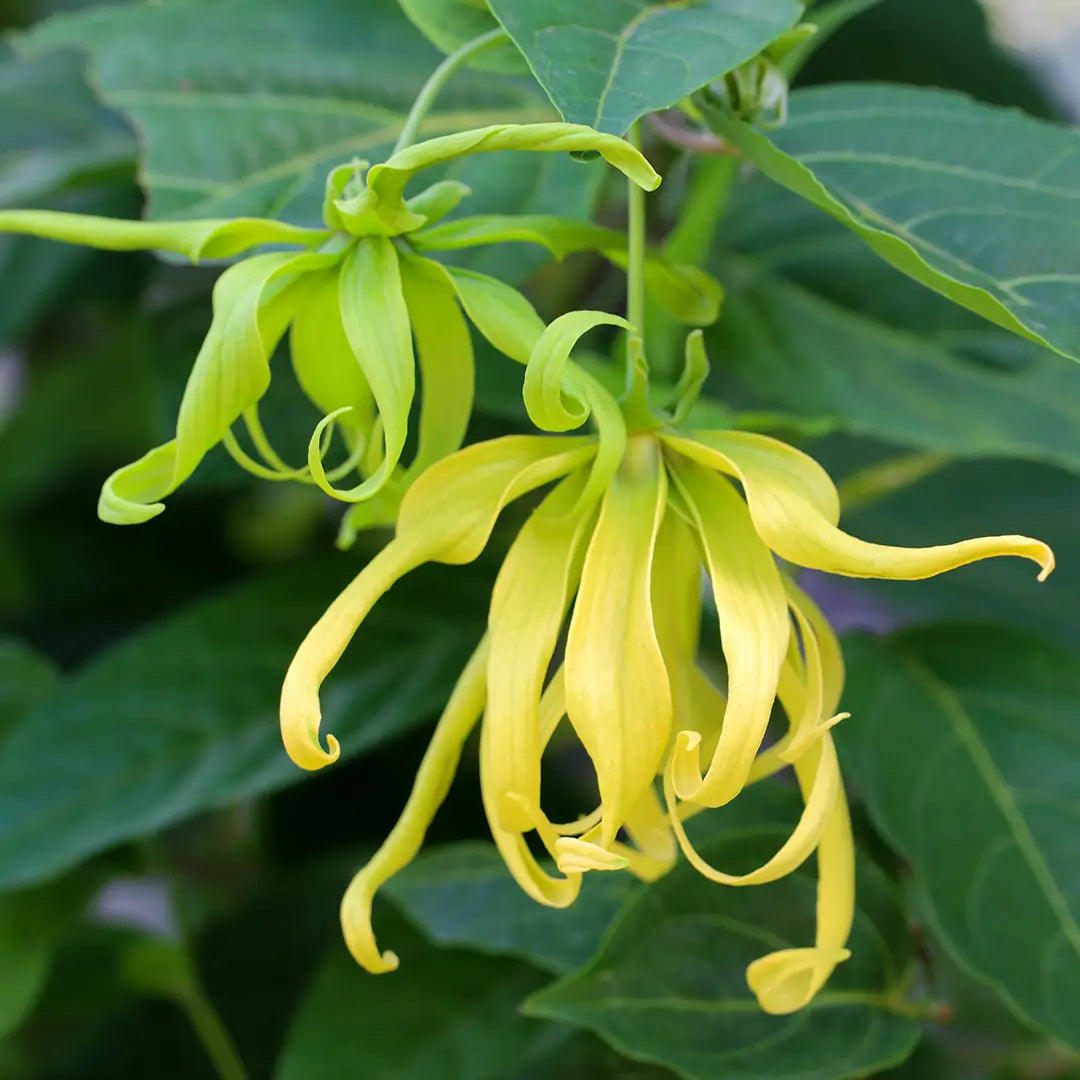 Ylang-Ylang - Huile essentielle BIO