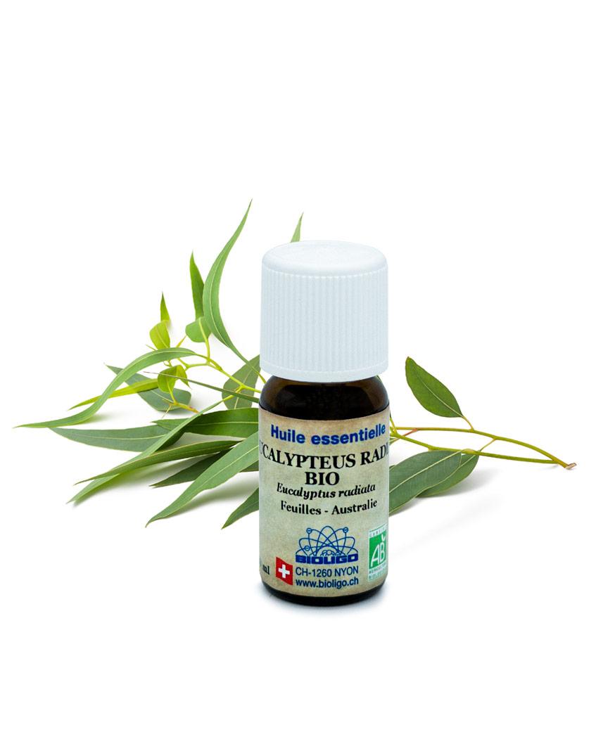 L'huile essentielle d'Eucalyptus Radiata : l'allié indispensable