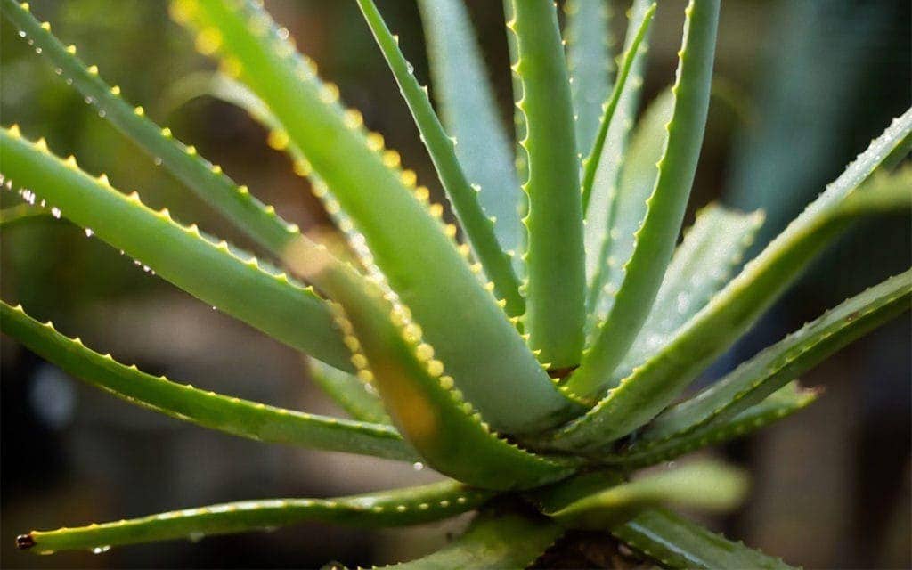 L'Aloe vera, source de santé Laboratoire Bioligo
