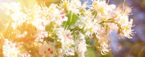 White Chestnut Fleur de Bach Bio Laboratoires Bioligo