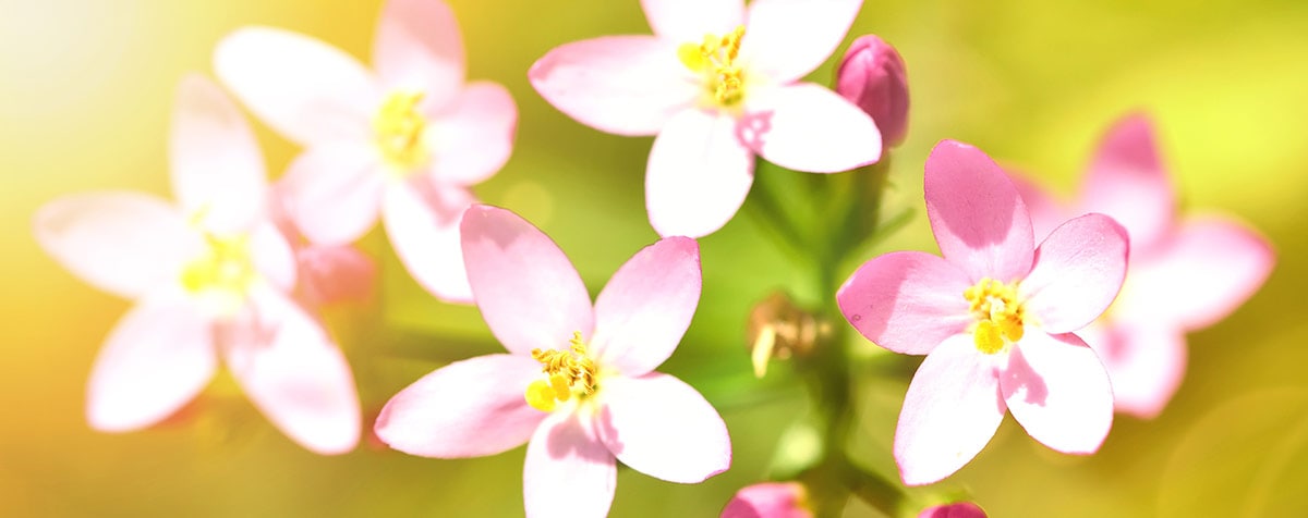 Centaury Fleur de Bach Bio Laboratoires Bioligo