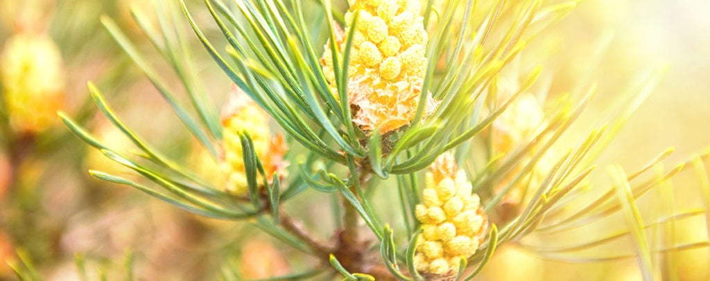 Pine Fleur de Bach Bio Laboratoires Bioligo