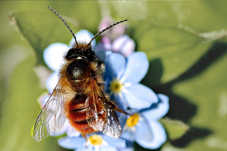 Propolis crème Paulia Laboratoires Bioligo