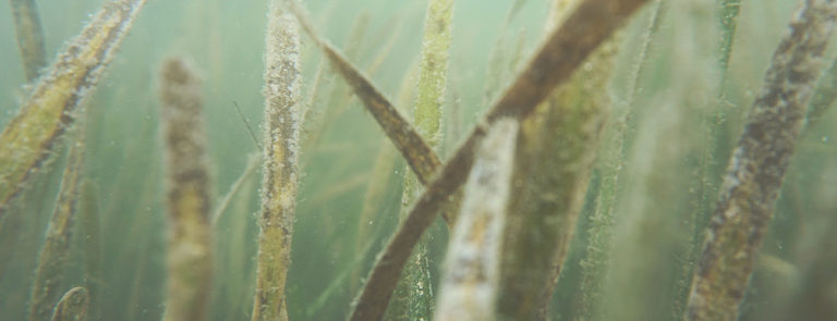 Extrait d'algues Laboratoires Bioligo