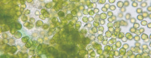 Extrait d'algue de chlorella Laboratoires Bioligo