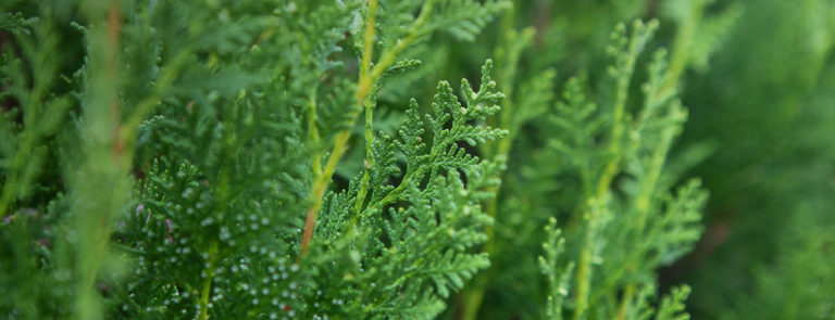 Cyprès toujours vert bio Huile essentielle Laboratoires Bioligo